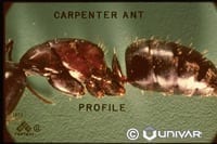 Carpenter Ants