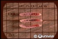 Fleas
