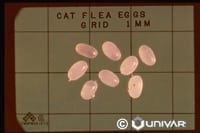 Fleas