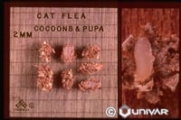 Fleas