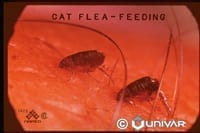 Fleas