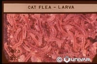 Fleas