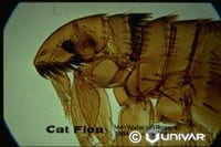 Fleas