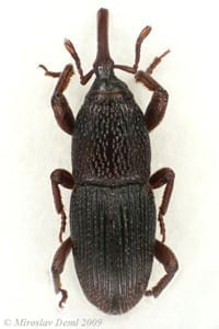 Granary Weevil