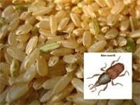 Rice Weevil
