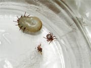 Fleas