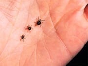 Fleas