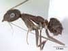 The Crazy Ant