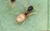 The Ghost Ant
