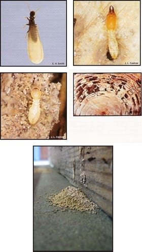 Drywood Termites